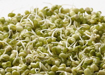 Mungbean, Vigna radiata.