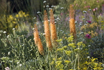 Foxtaillily, Eremurus x isabellinus 'Cleopatra'.