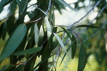Eucalyptus, Eucalyptus gunnii.