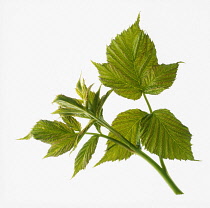 Raspberry, Rubus idaeus.