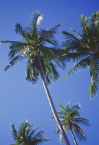 Coconut, Cocos nucifera.