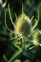 Teasel, Dipsacus fullonum.