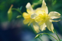 Aquilegia, Columbine, Aquilegia formosa.