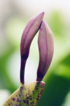 Orchid, Cattleya.