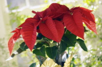 Poinsettia, Euphorbia pulcherrima.