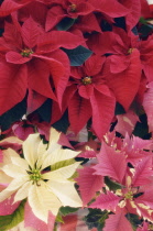 Poinsettia, Euphorbia pulcherrima.