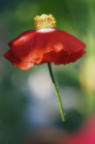 Poppy, Papaver rhoeas.