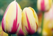 Tulip, Tulipa.