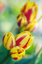 Tulip, Tulipa.