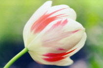 Tulip, Tulipa.