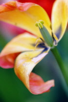 Tulip, Tulipa.