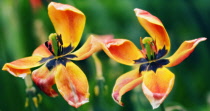 Tulip, Tulipa.