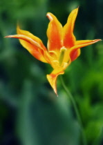 Tulip, Tulipa.