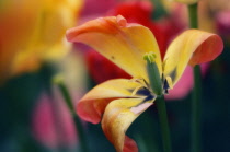 Tulip, Tulipa.