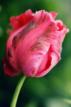 Tulip, Parrot tulip, Tulipa.