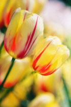 Tulip, Tulipa.