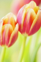 Tulip, Tulipa.