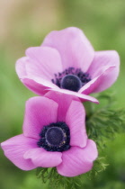 Anemone, Anemone coronaria.