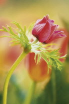 Anemone, Anemone coronaria.