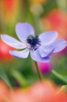 Anemone, Anemone coronaria.