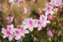 Azalea, Rhododendron.