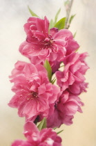 Peach, Prunus persica.