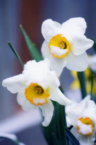 Narcissus.