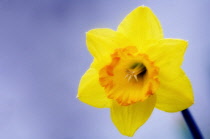 Narcissus.