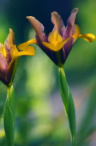 Iris, Dwarf iris, Iris danfordiae.