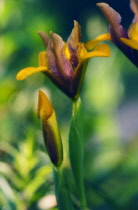 Iris, Dwarf iris, Iris danfordiae.