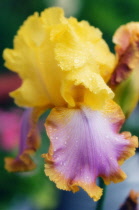 Iris, Bearded iris, Iris germanica.