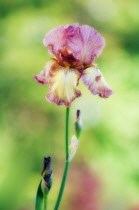 Iris, Bearded iris, Iris germanica.