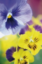 Pansy, Viola wittrockiana.