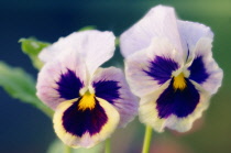 Pansy, Viola wittrockiana.