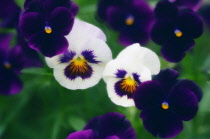 Pansy, Viola wittrockiana.