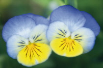 Pansy, Viola wittrockiana.