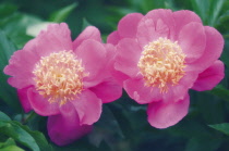 Peony, Paeonia lactiflora.