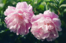 Peony, Paeonia lactiflora 'Sarah Bernhardt'.