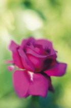 Rose, Rosa.