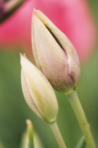 Tulip, Tulipa.