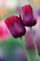 Tulip, Tulipa.