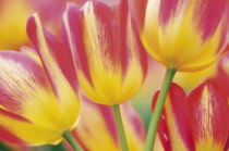 Tulip, Tulipa.