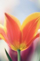 Tulip, Tulipa.