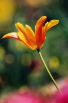 Tulip, Tulipa.