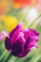 Tulip, Tulipa.