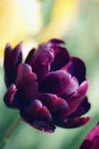 Tulip, Tulipa 'Black hero'.