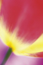 Tulip, Tulipa.
