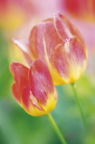 Tulip, Tulipa.