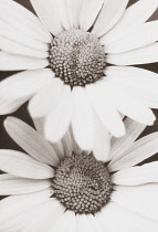 Daisy, Bellis.