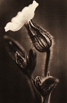 Campion, white, Silene latifolia.